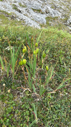 beach-head iris