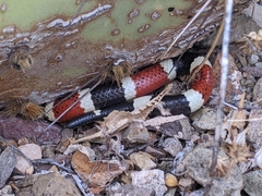 Micruroides euryxanthus