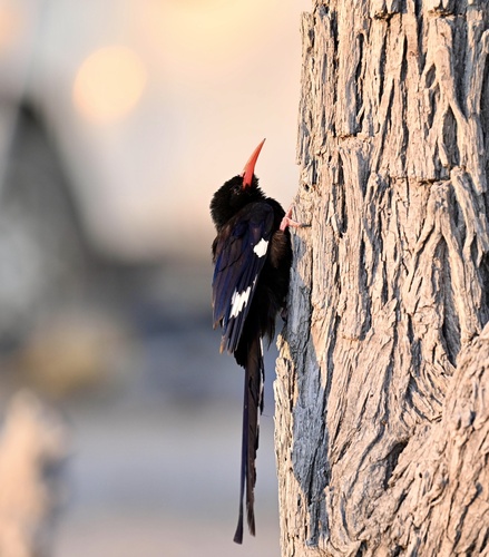 iNaturalist image