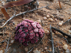 Conophytum stevens-jonesianum