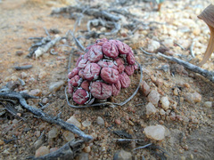 Conophytum stevens-jonesianum