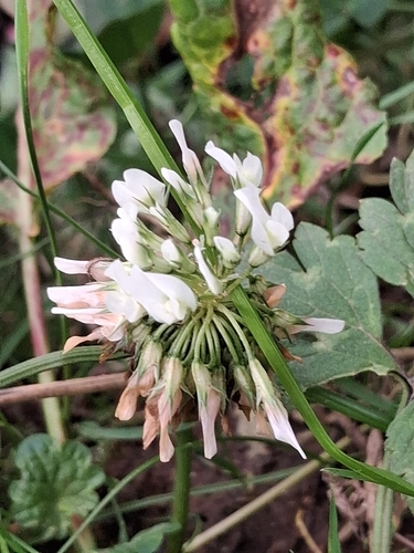 white clover