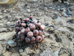 Conophytum stevens-jonesianum