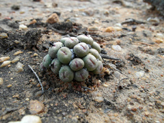 Conophytum stevens-jonesianum