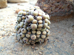 Conophytum stevens-jonesianum