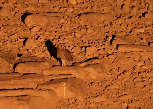 iNaturalist image