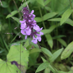 Stachys palustris