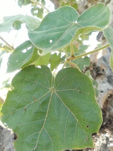 Sterculia setigera