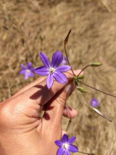 Image of Brodiaea filifolia by (c) sdash, some rights reserved (CC BY)