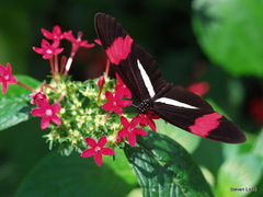 Heliconius melpomene rosina