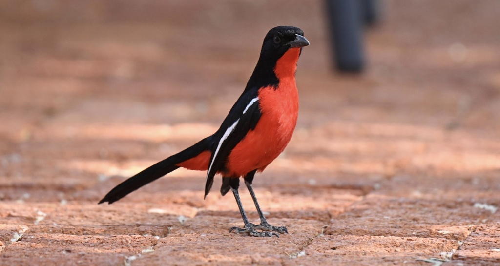 Crimson-breasted Gonolek