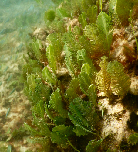 Caulerpa sertularioides observed 2026-09-04