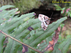 Enchoria lacteata