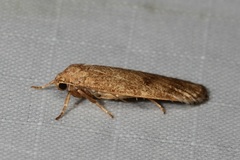 Lambula obliquilinea