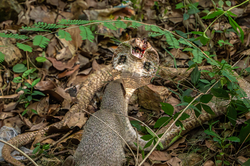 Crab-eating Mongoose (Urva urva)