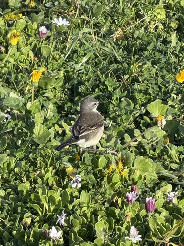 iNaturalist image