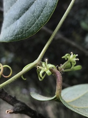Smilax tomentosa