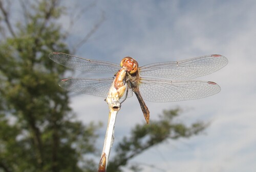 Southern Darter