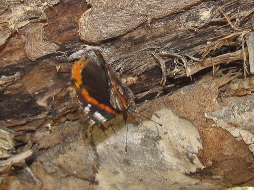 Red Admiral