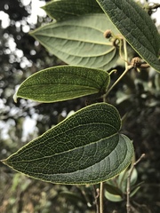 Smilax tomentosa