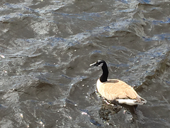 Branta canadensis