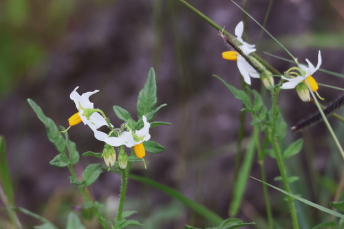 Solanum jamesii observed 2026-08-26