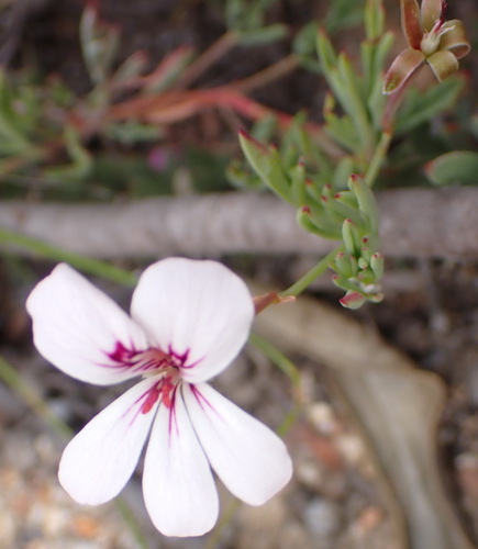 Pelargonium laevigatum, photograph 4