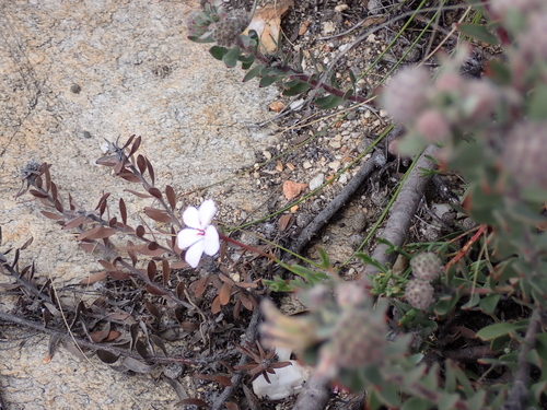 Pelargonium laevigatum, photograph 3