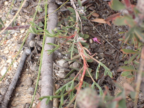 Pelargonium laevigatum, photograph 5