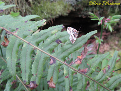 Enchoria lacteata