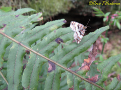 Enchoria lacteata