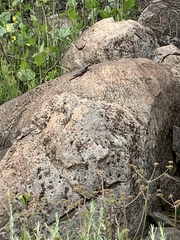 Sceloporus occidentalis longipes