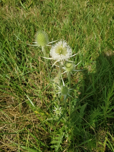 cutleaf teasel