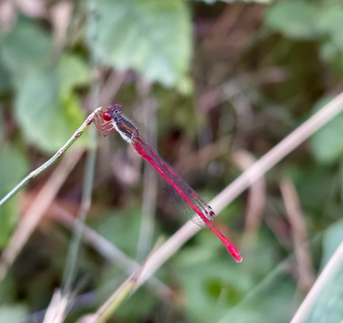 Small Red Damselfly