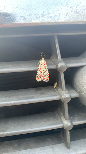 Crimson-speckled Flunkey