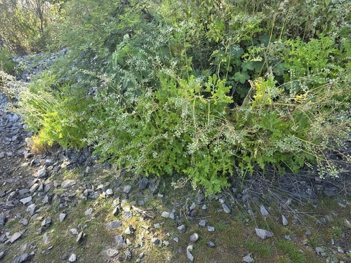 Aosa rupestris (Aosa rupestris)