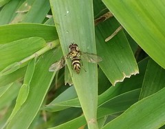 Allograpta neotropica