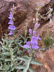 Penstemon platyphyllus