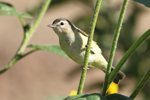 Western Warbling Vireo