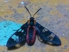 Phoenicoprocta capistrata