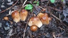 Micacei