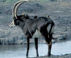 Hippotragus niger niger