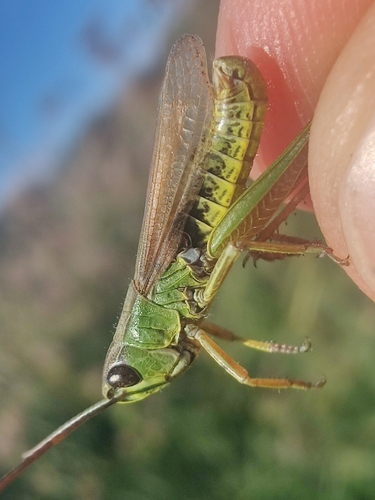 Pseudochorthippus montanus