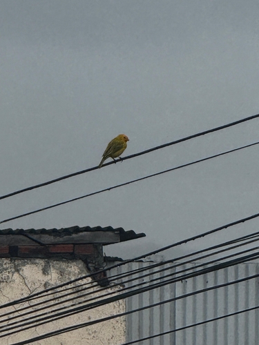 Saffron Finch