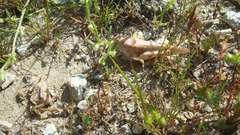 Cibolacris parviceps