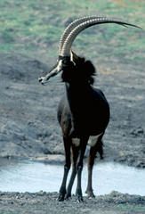 Hippotragus niger niger