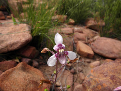 Cyanella orchidiformis