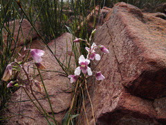 Cyanella orchidiformis