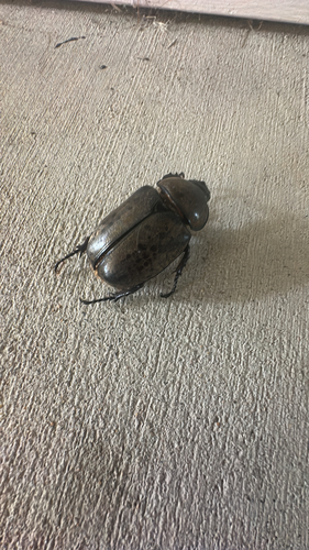 Eastern Hercules Beetle