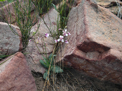 Cyanella orchidiformis